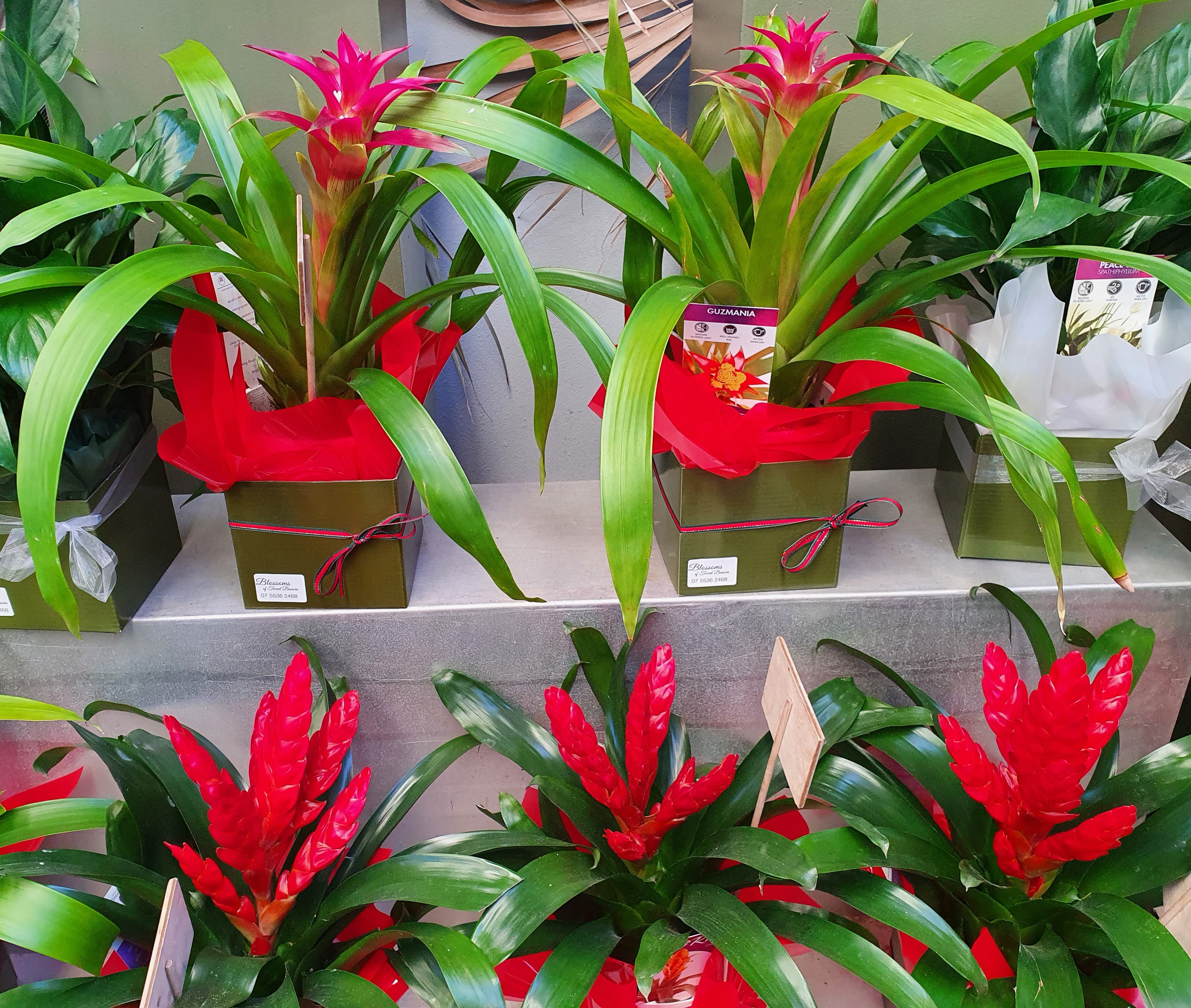 Plants - Beautiful Bromeliads - Flower Deliveries Online %