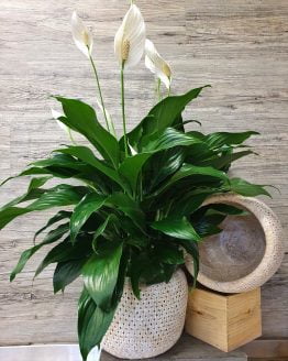 Large Peace Lily in woven basket