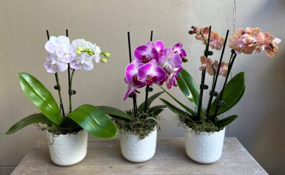 Phalaenopsis Orchid Plant