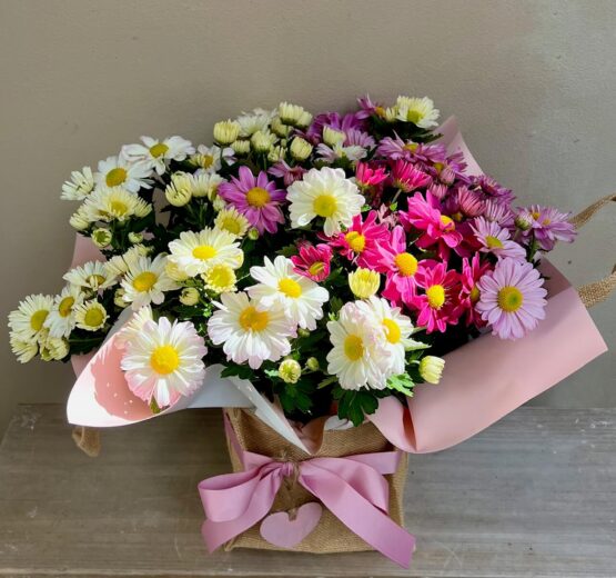 Mothers Day Daisy Chrysanthemum Plant - mixed colours