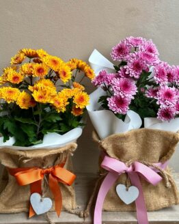 Plants - Chrysanthemum Flowering Plant